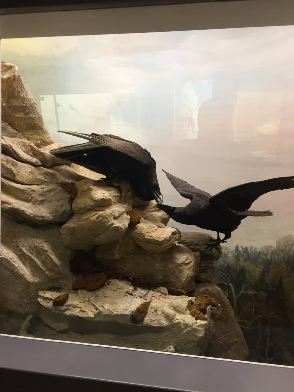 Entomology Displays