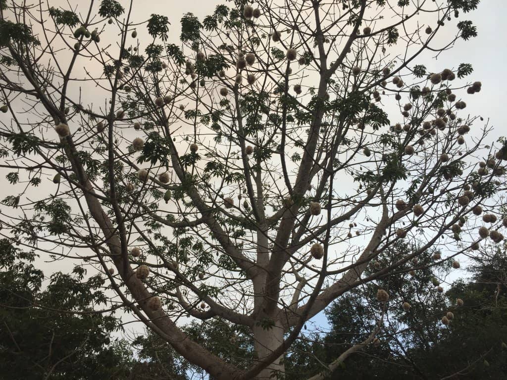 Mangrove Trail Walk