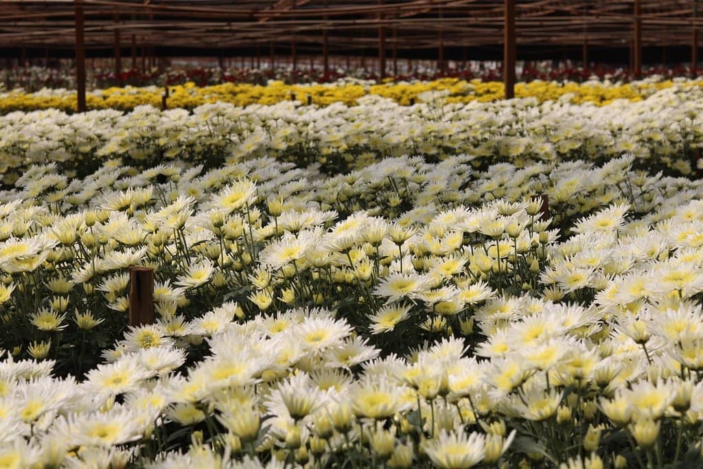 Moinho dos Povos Unidos