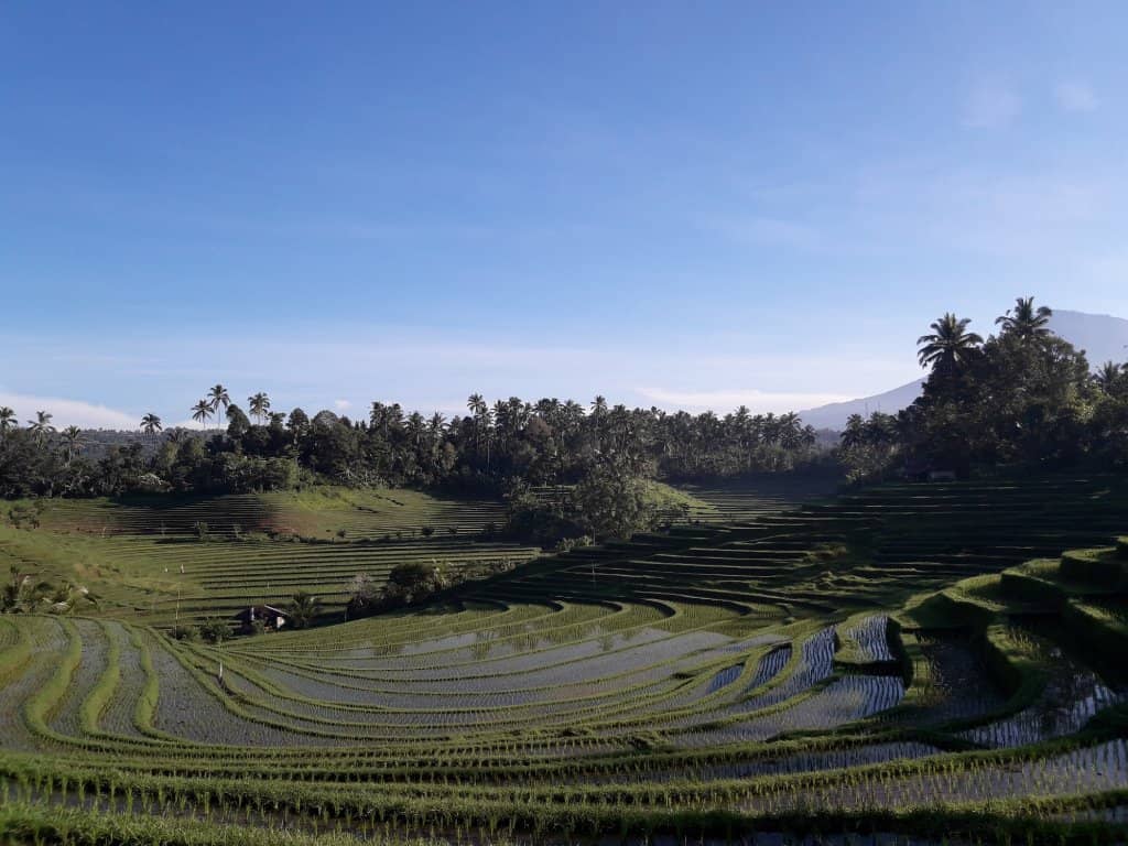 Authentic Indonesian Flavors