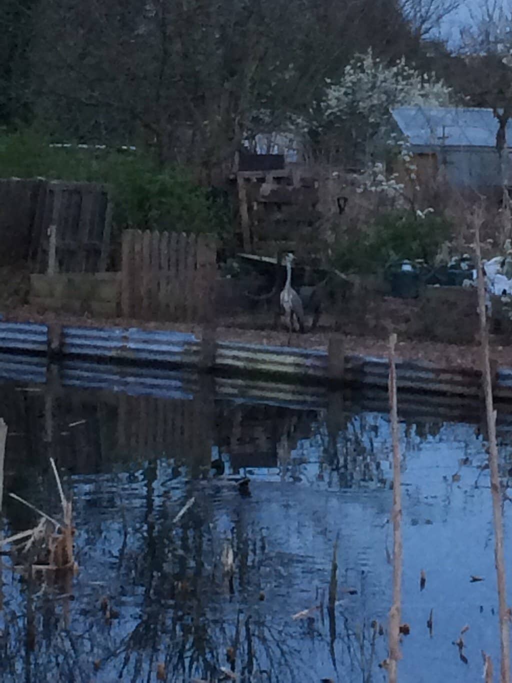 Japanese-Inspired Garden