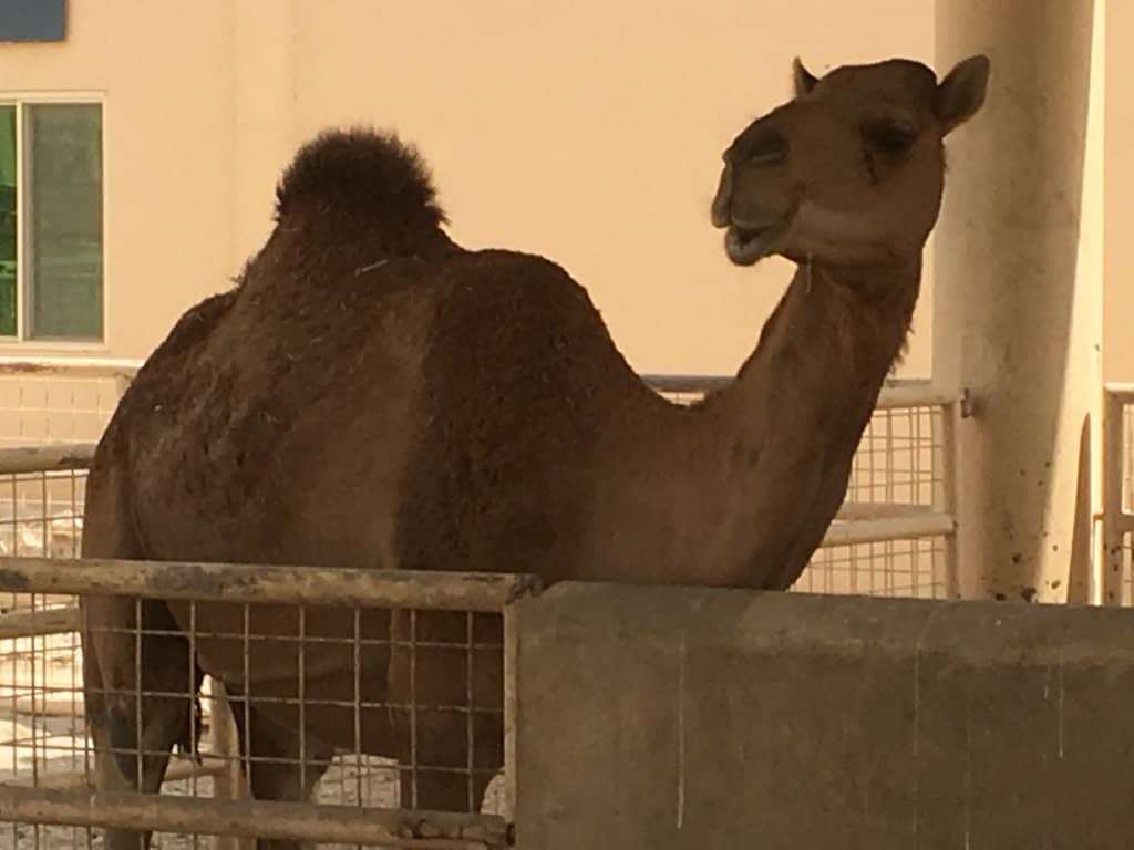 Baby Camel Encounters