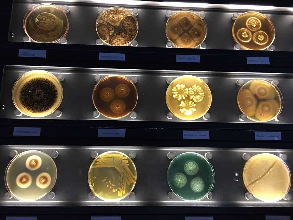 Body Scanner Experience