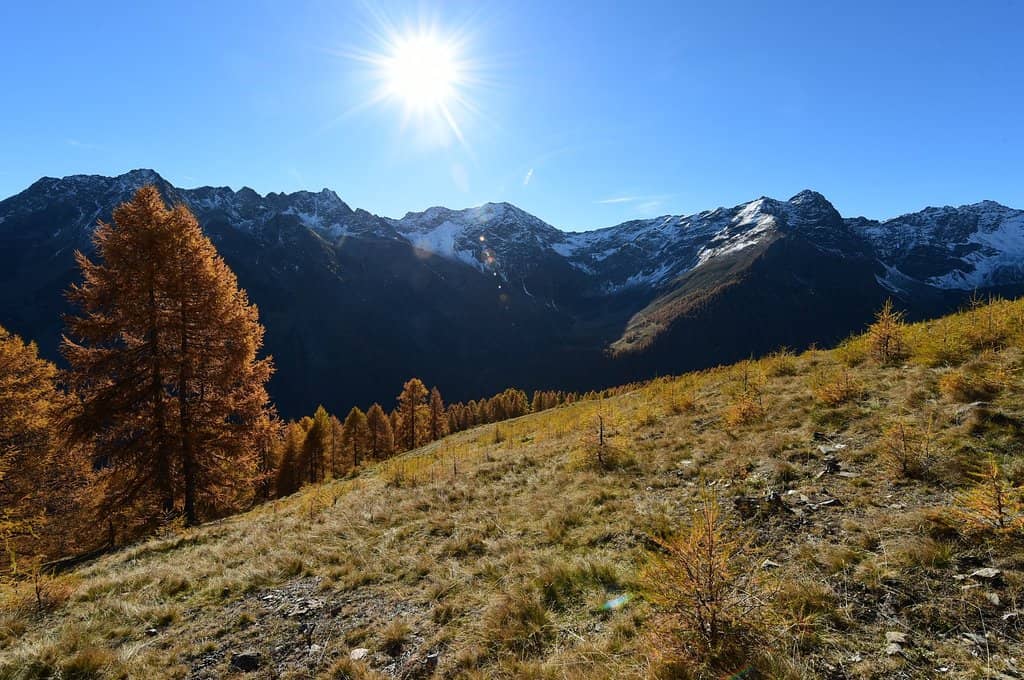 Homemade Wild Cranberry Grappa
