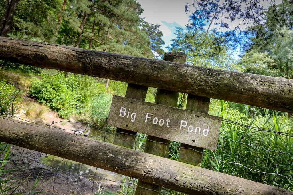 Dinosaur Path