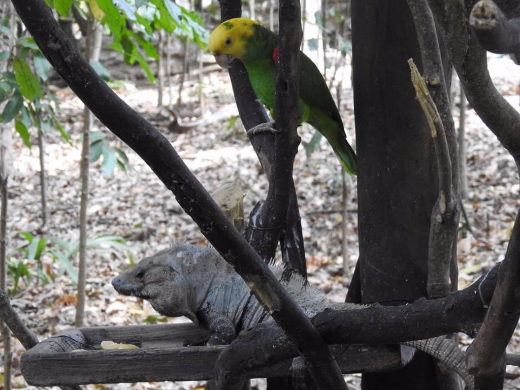 Vibrant Macaws