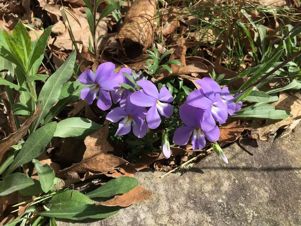 Post-Rain Waterfalls