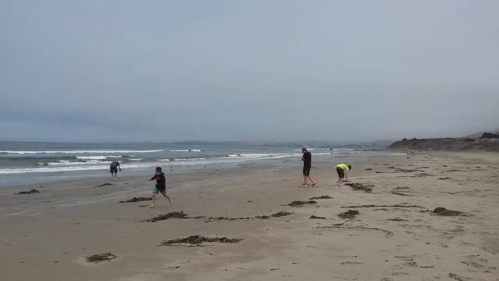 Sea Otter Sightings