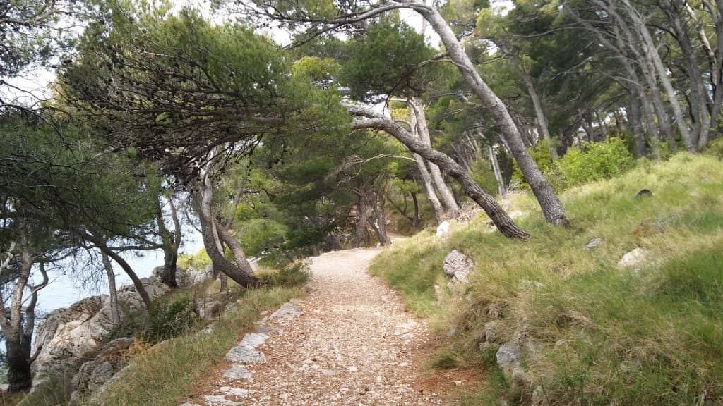 Pine Forest Trails