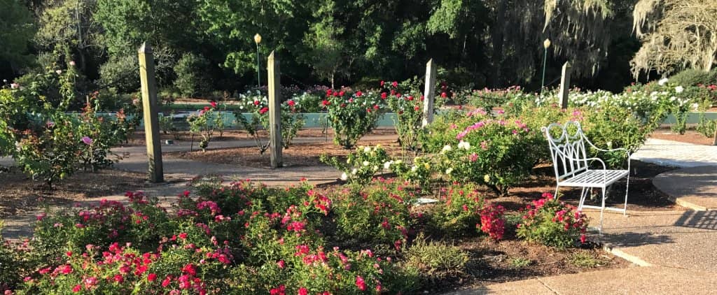 Rose Garden