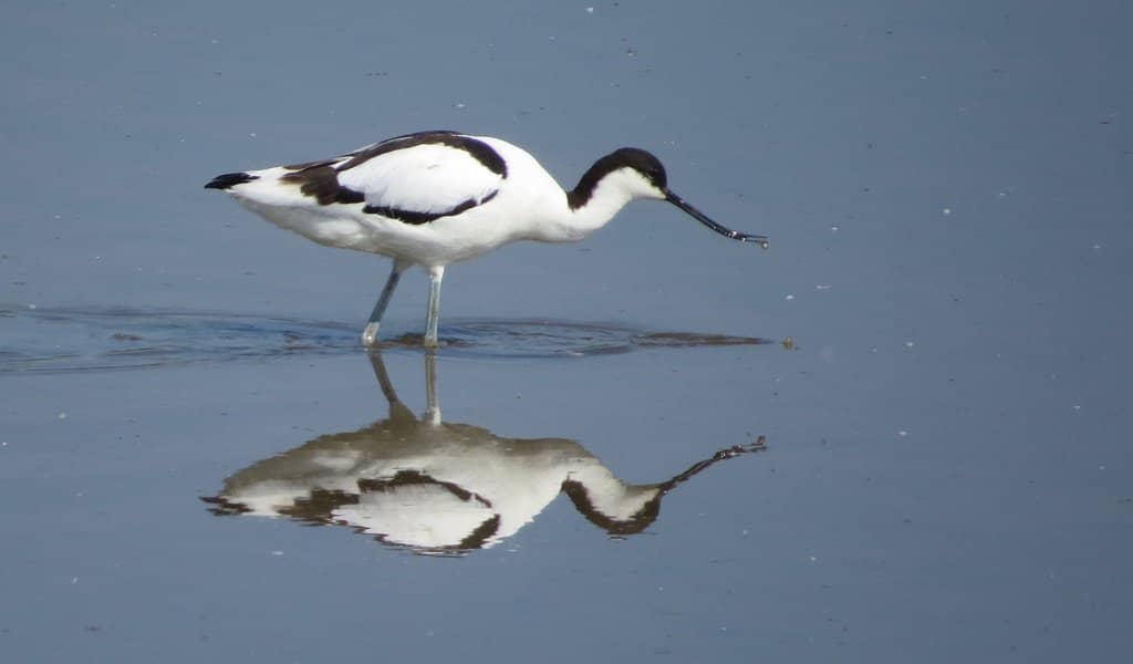 Bird Hides and Walks