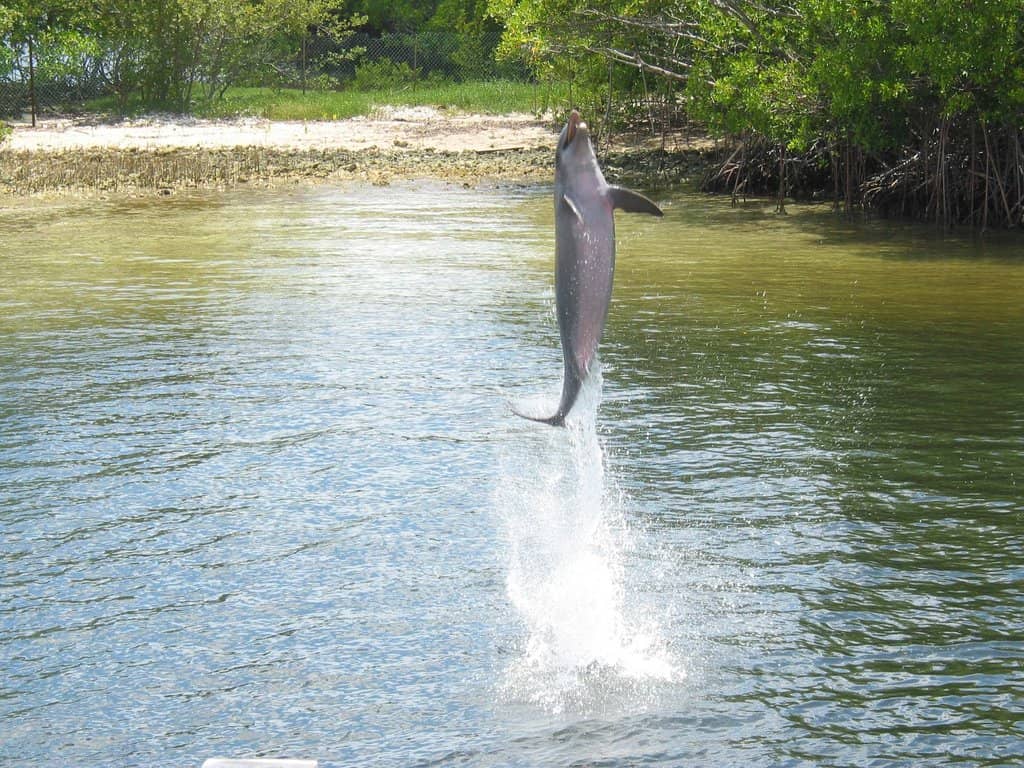 Interactive Dolphin Experience