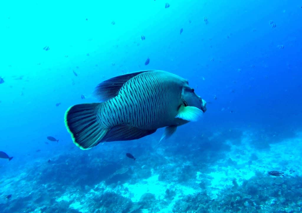 Vibrant Coral Gardens