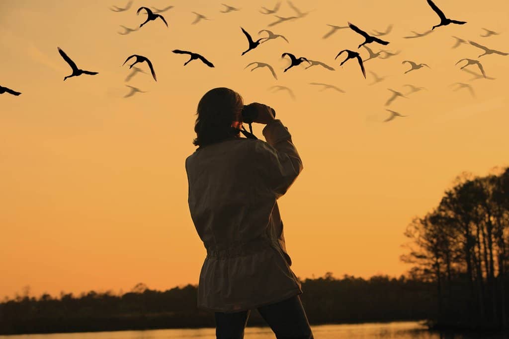 Migratory Bird Spectacle