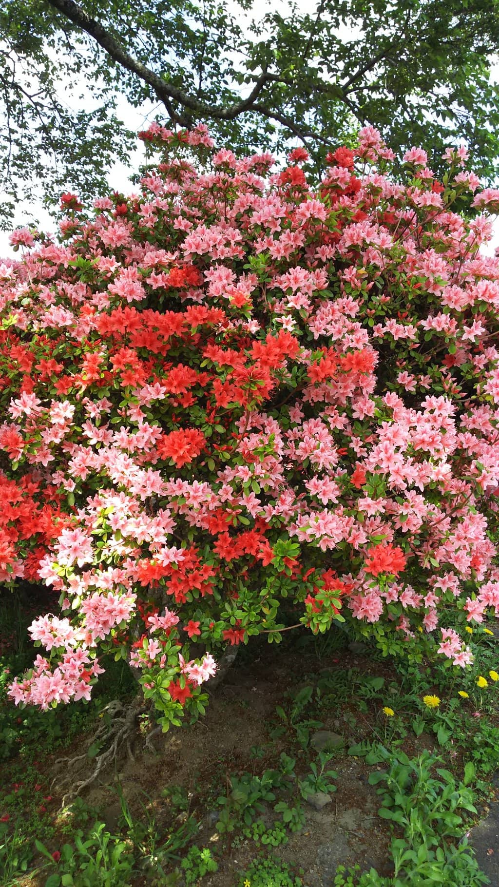 Azalea Festival Events