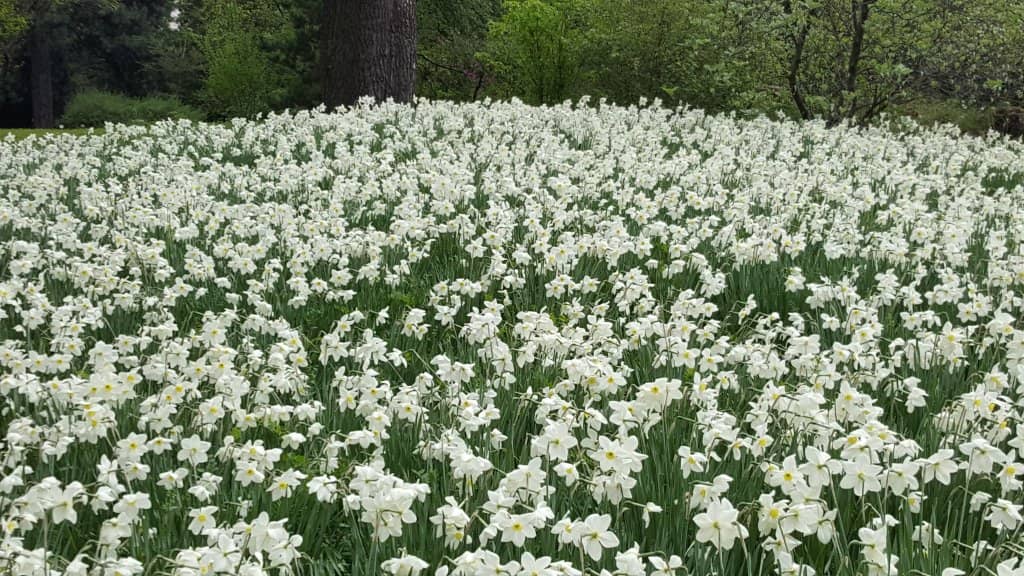 Alpine Garden Charm