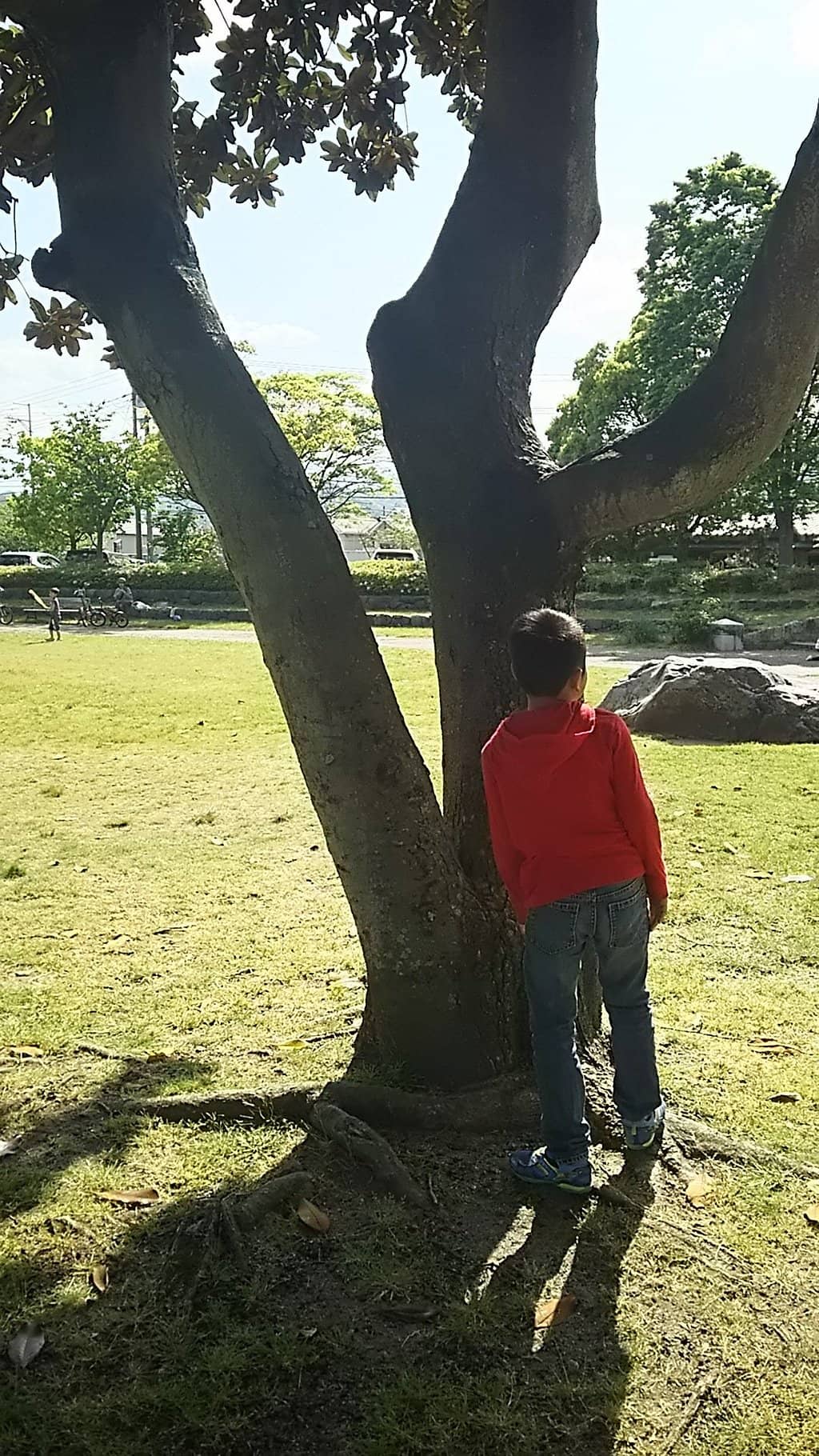 The Karasaki Pine Tree