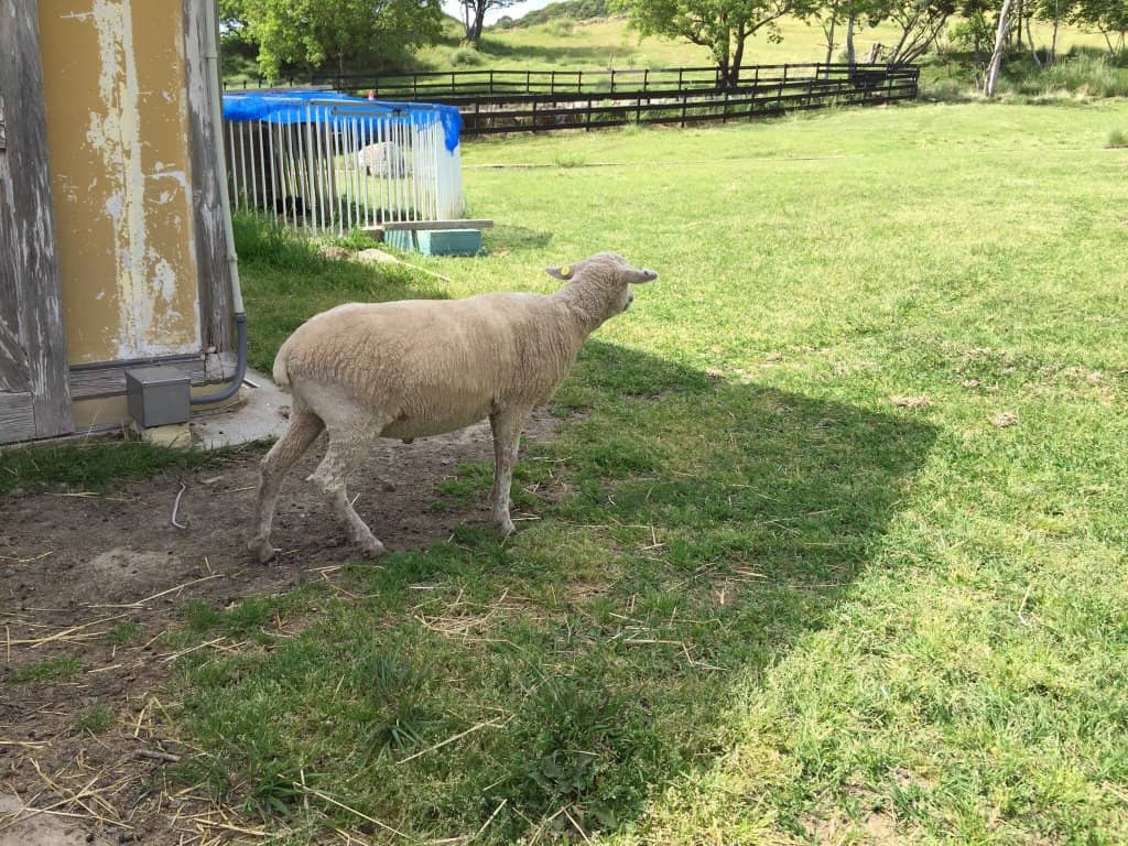 Vibrant Flower Fields