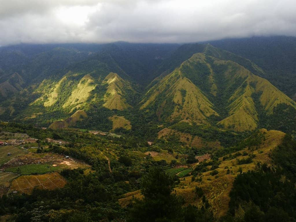 Serene Forest Trails