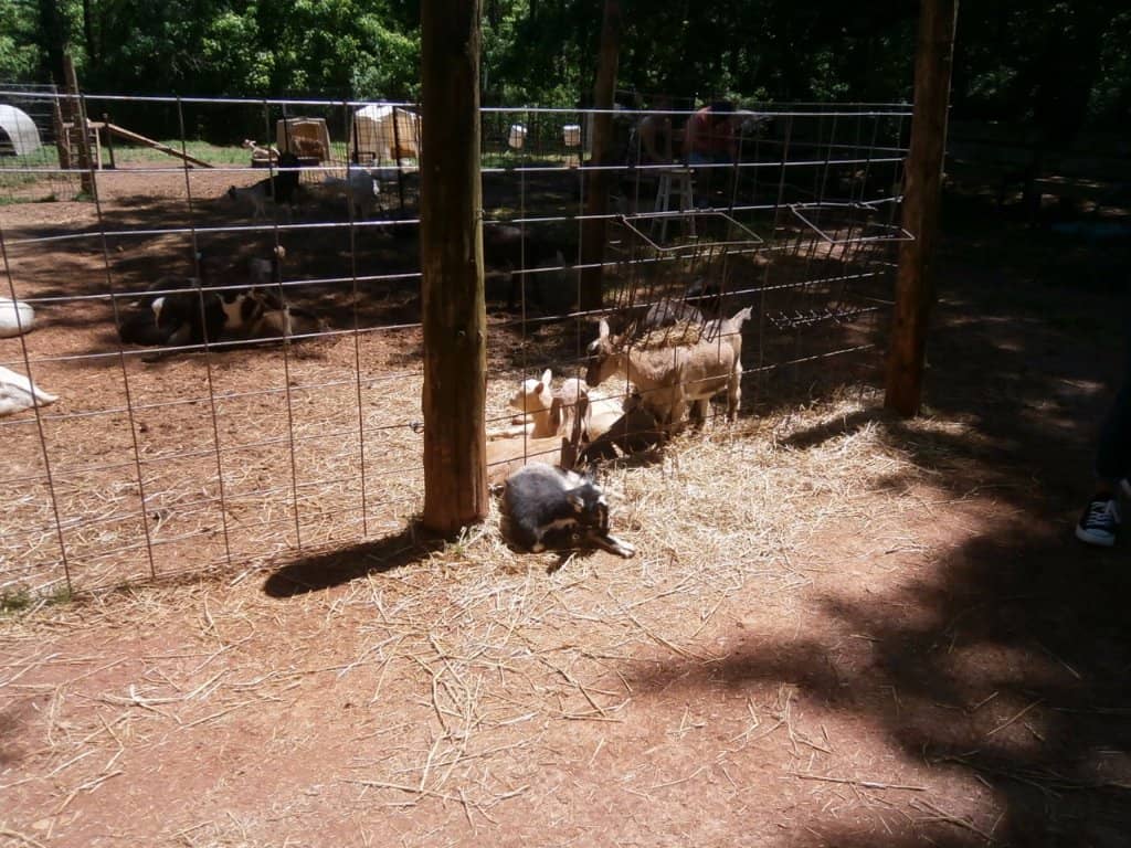 Artisan Goat Cheese & Fudge