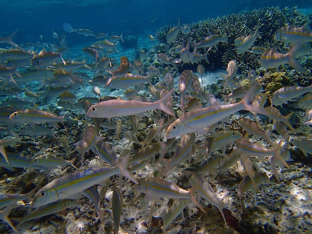 Abundant Marine Life