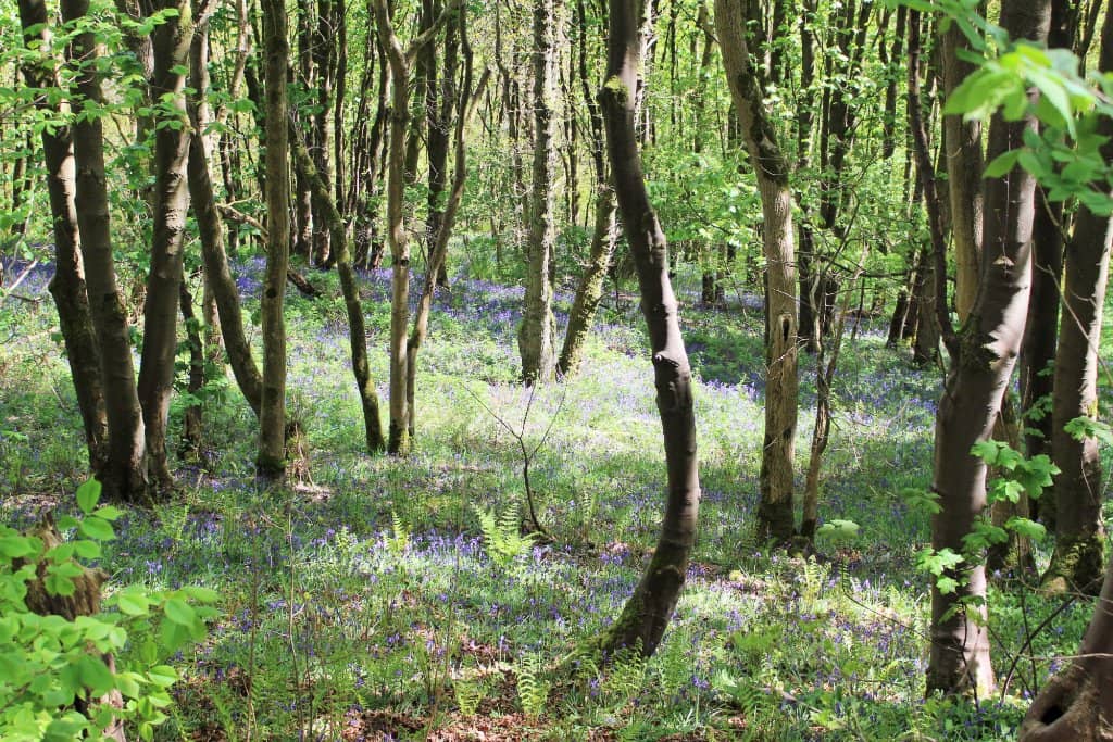 Woodland Trails