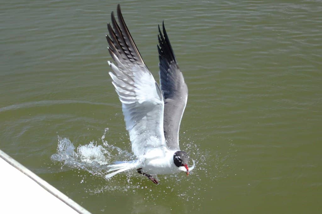 Marine Life Discovery