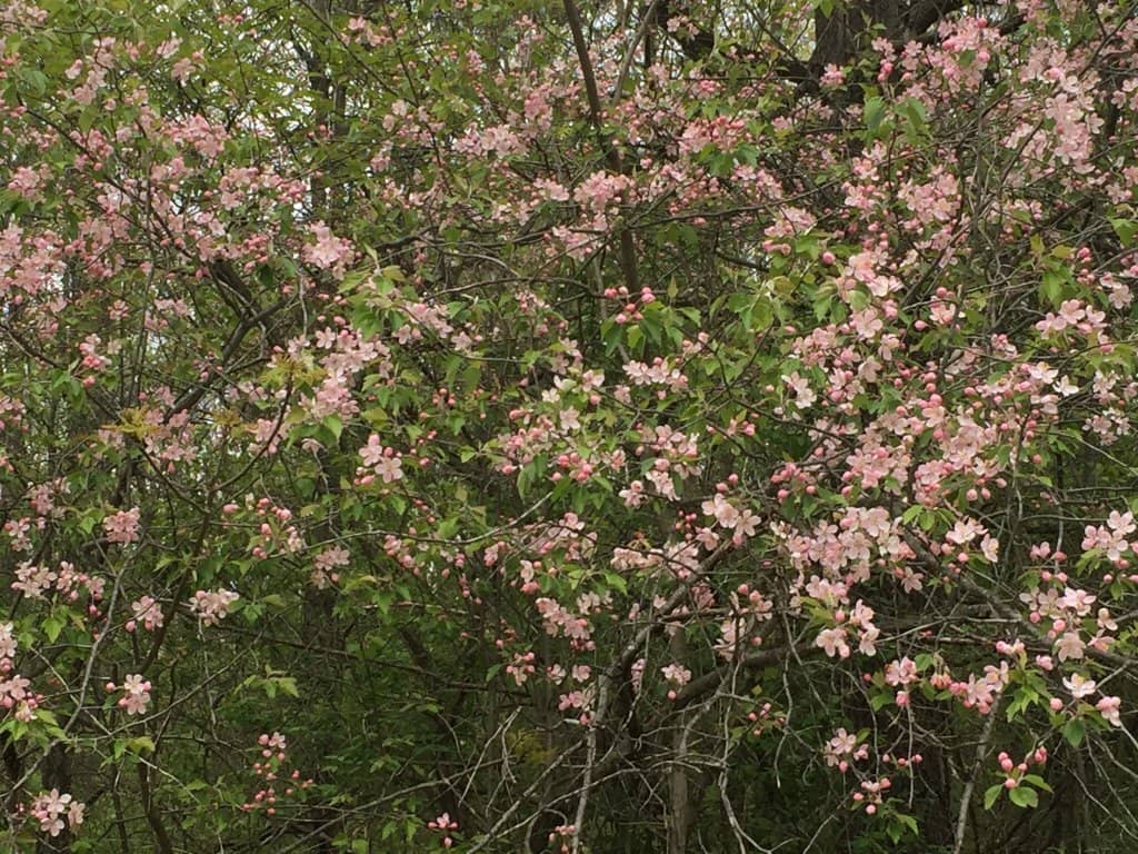 Historic Railroad Bed