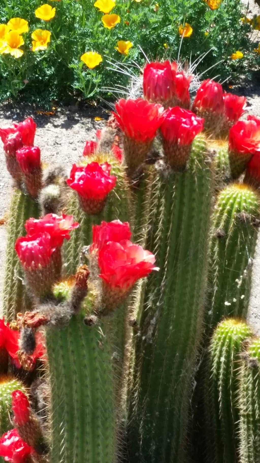 Cactus Garden