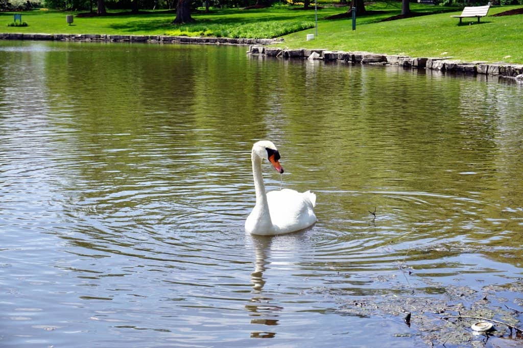 Serene Walking Paths