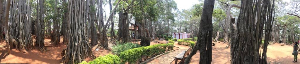 The Majestic Big Banyan Tree