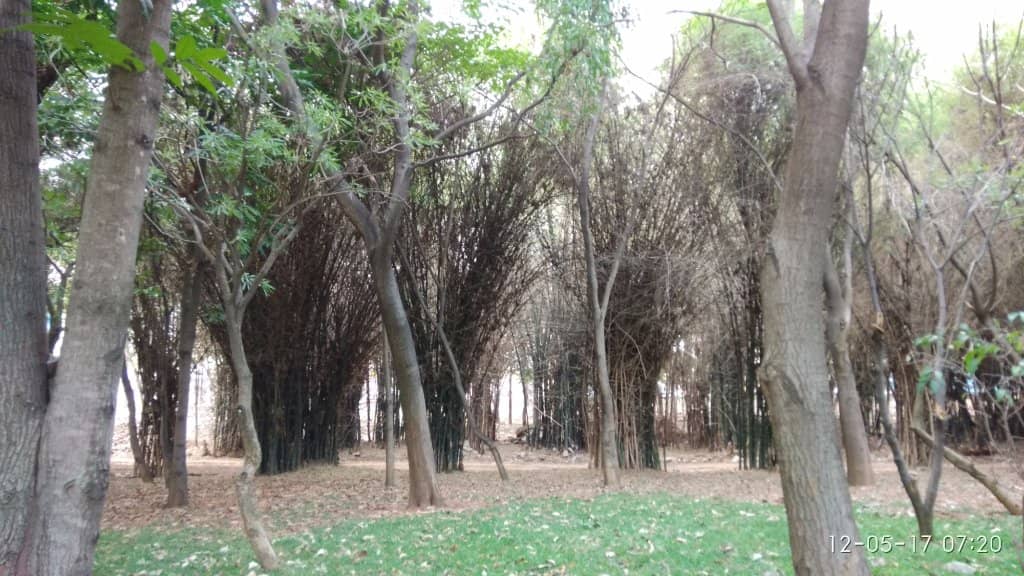 Serene Ponds & Water Features