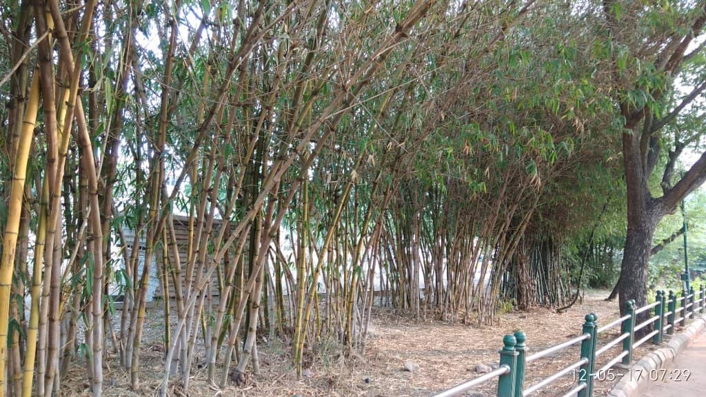 Musical Fountain Spectacle
