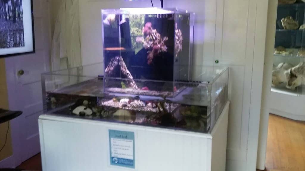 Dog-Friendly Amenities