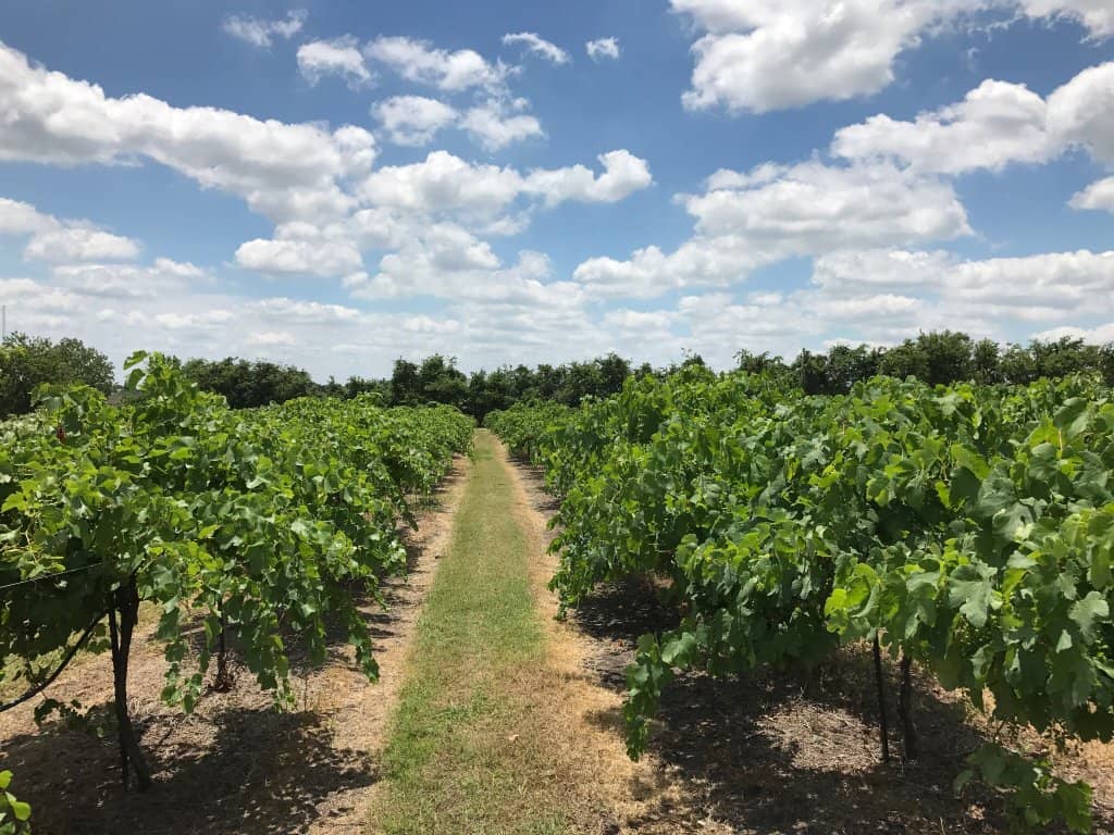 Live Music Saturdays