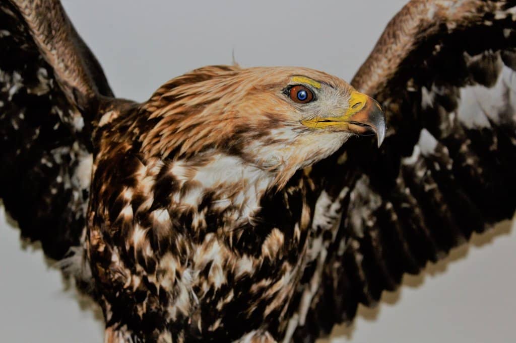 Bivouac with Storm Simulator