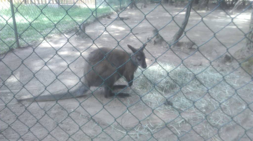 Lemur Encounters