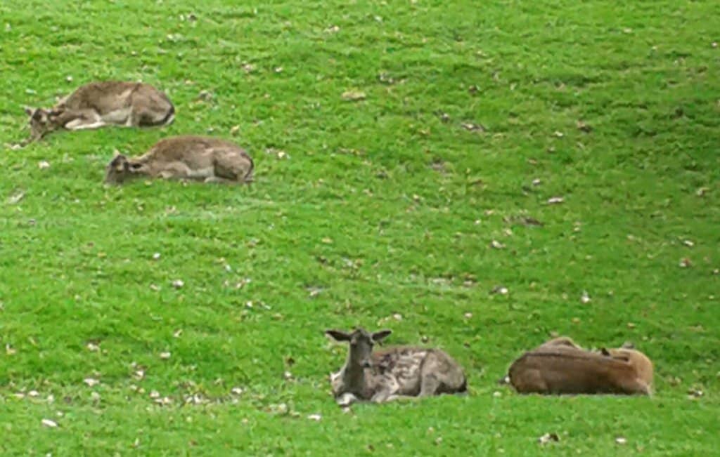 Deer Enclosure