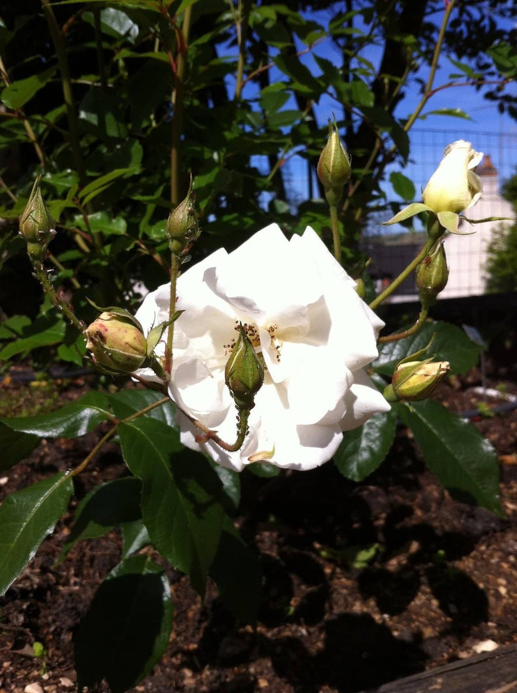 Sensory Garden