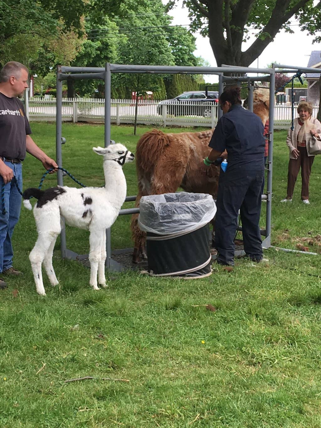 Farm Animals