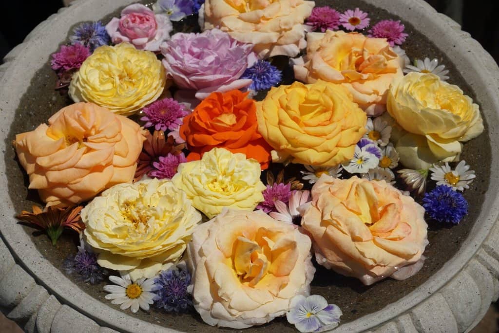 Hydrangea Displays