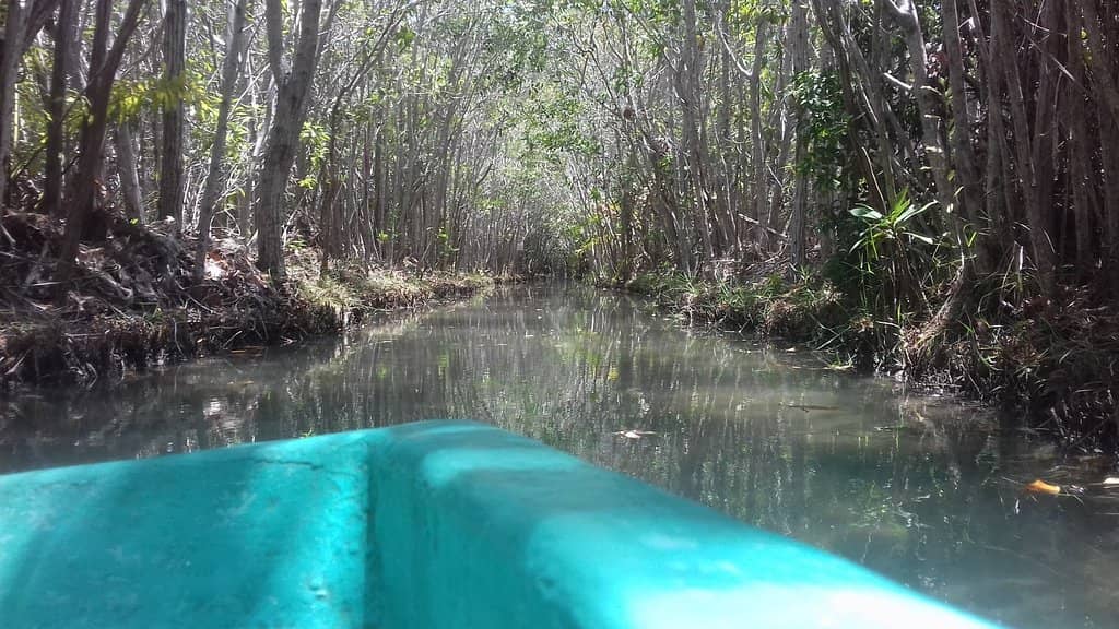 Mangrove Boardwalk