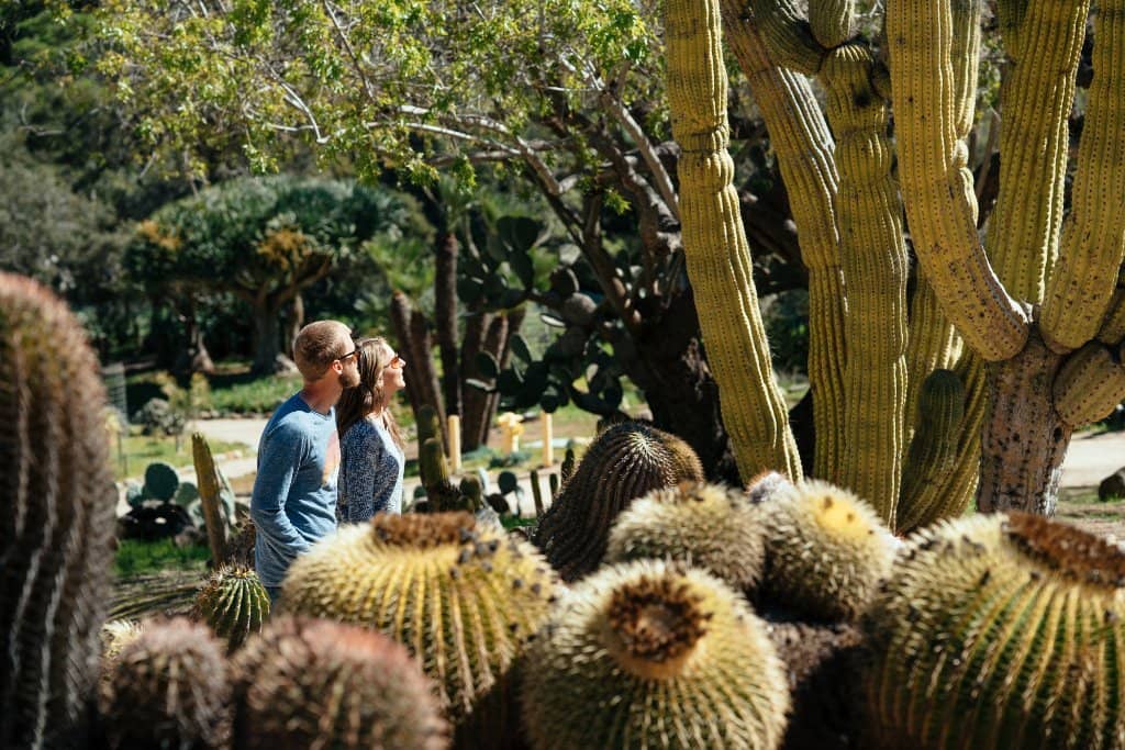 Native Plant Collection