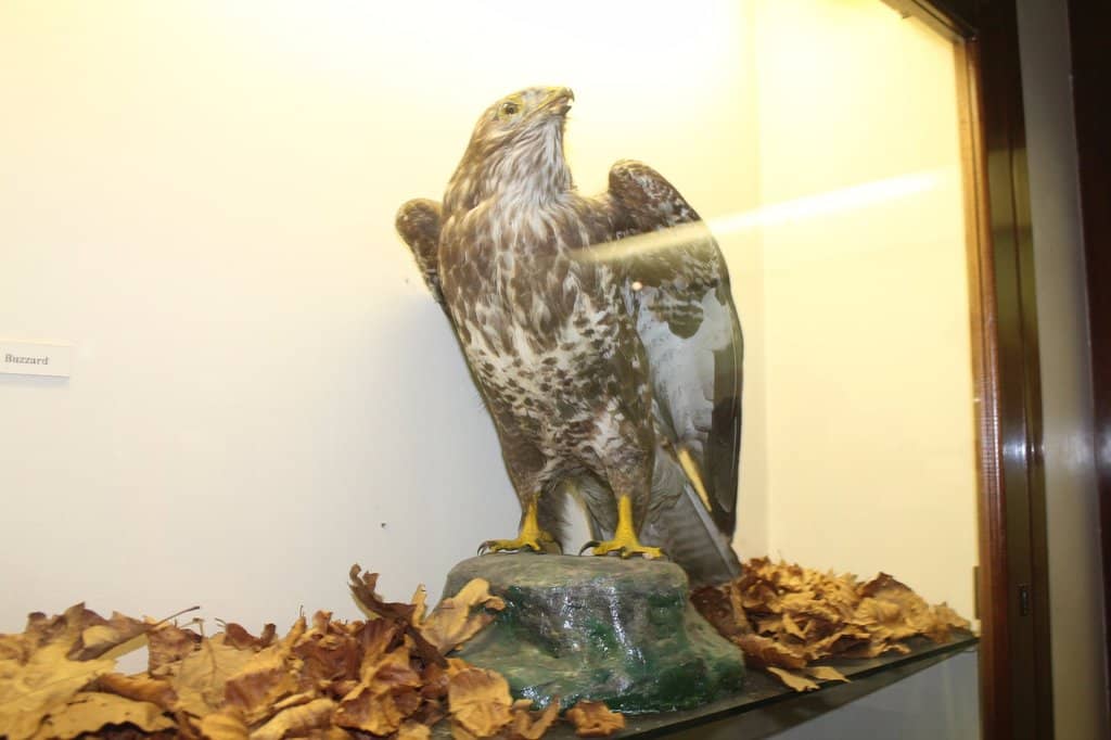 Art by Brian Vallely