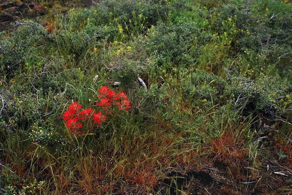The Rim Trail Loop