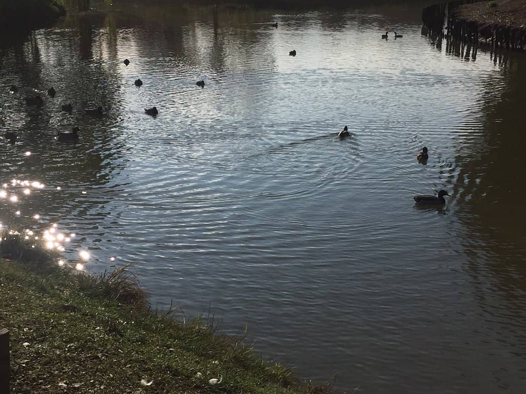 Botanical Greenhouse Cafe