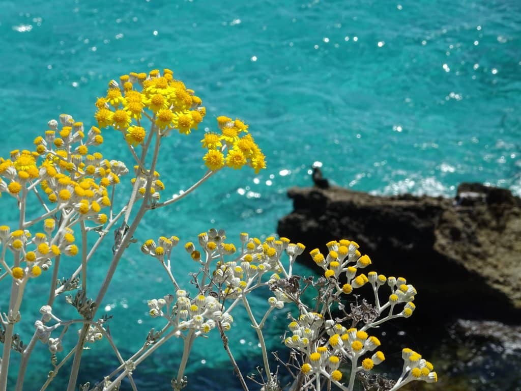 Rocky Sunbathing Spots