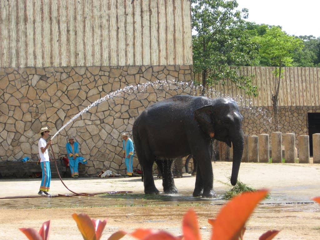 Chimpanzee Encounter