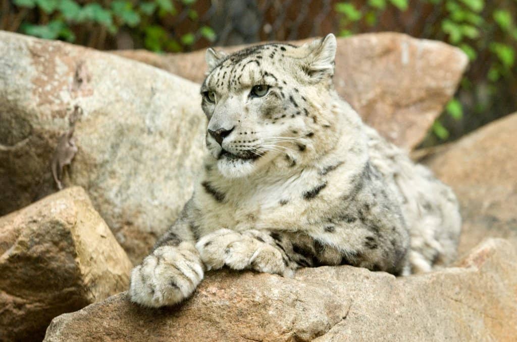 African Painted Dogs