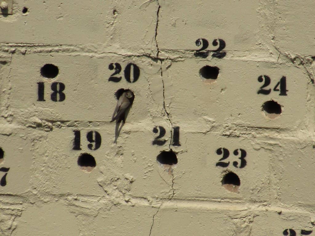 Kingfisher Sightings